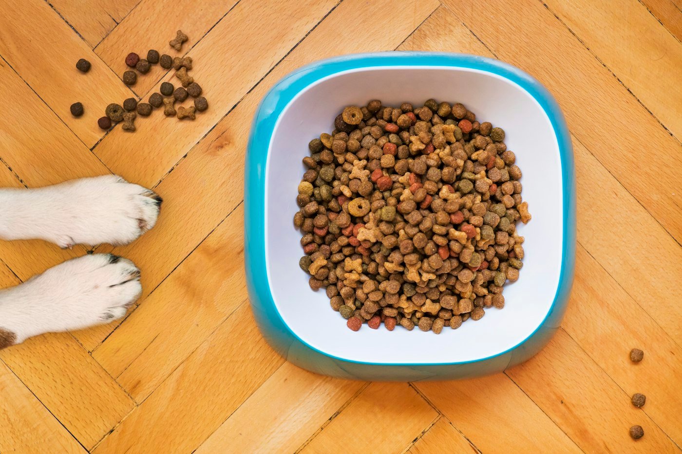 Bowl of dry pet food